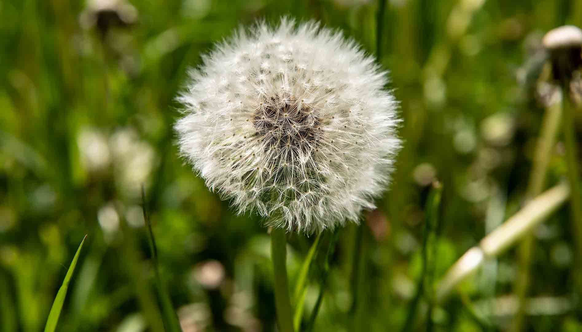 Depth of field
