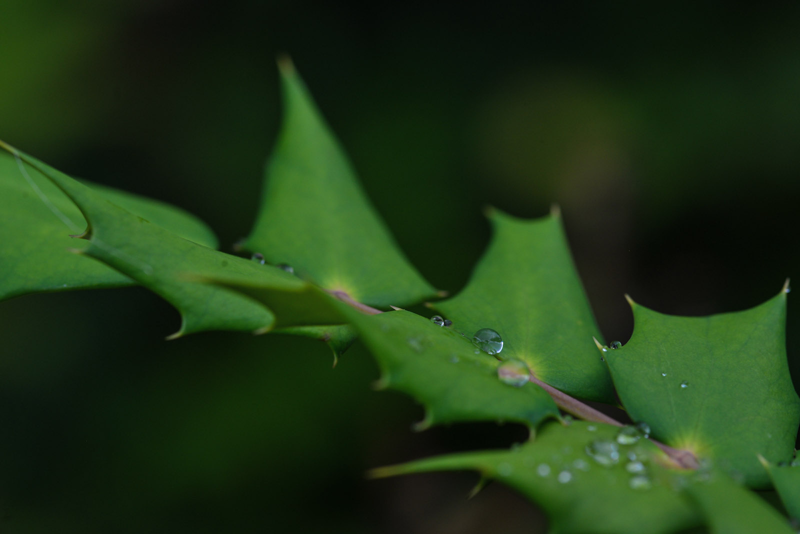 Shot with Sigma 105mm DG Macro