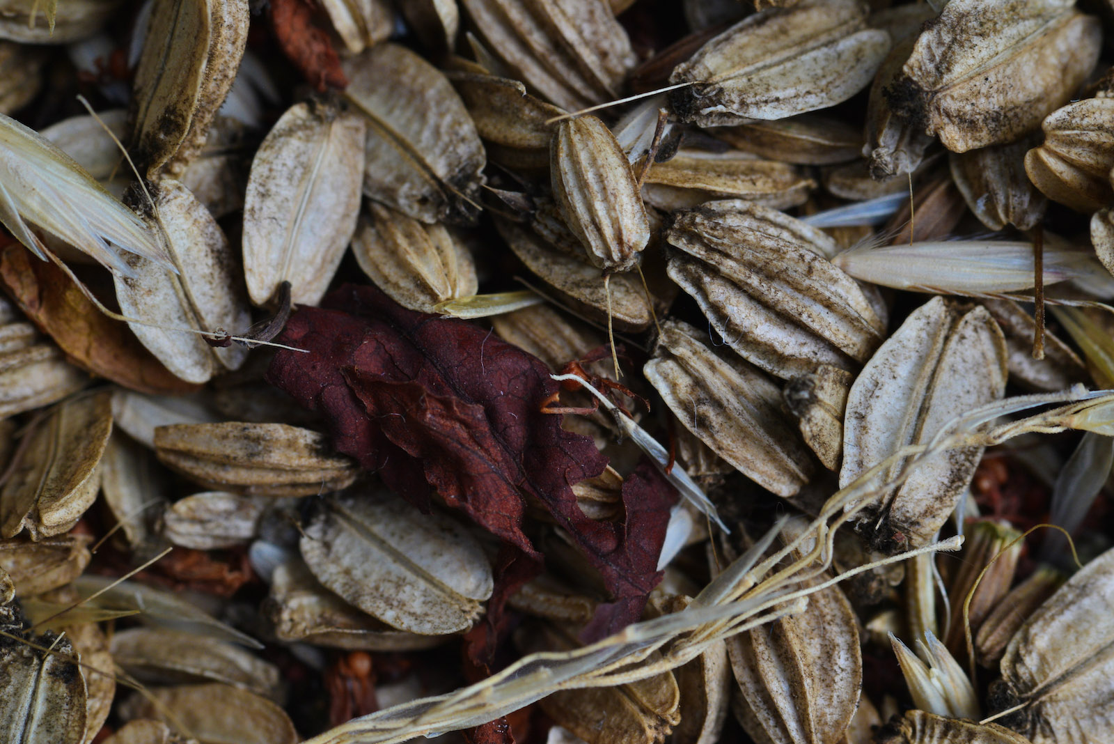 Shot with Sigma 105mm DG Macro
