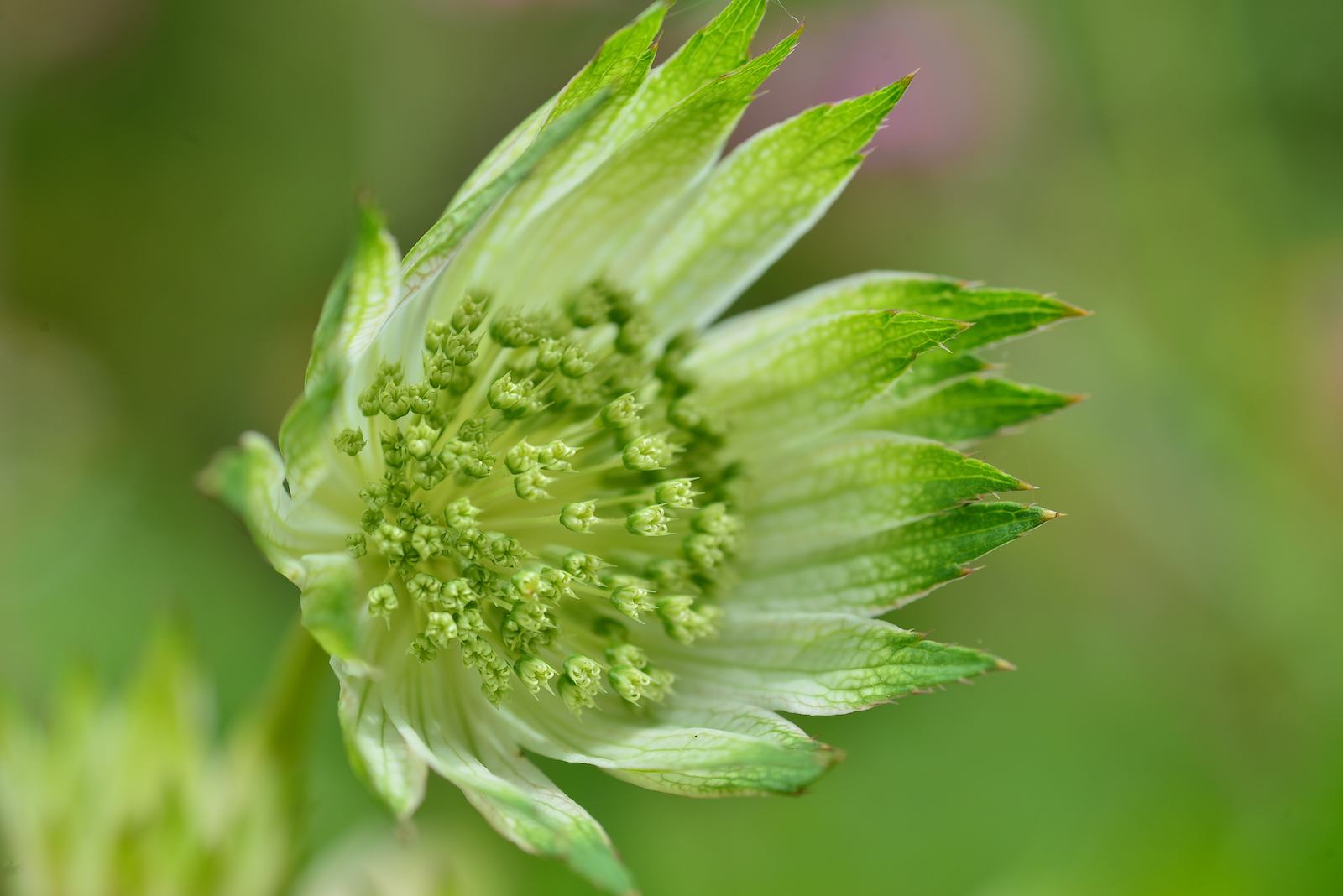 Shot with Tamron 90mm SP Macro