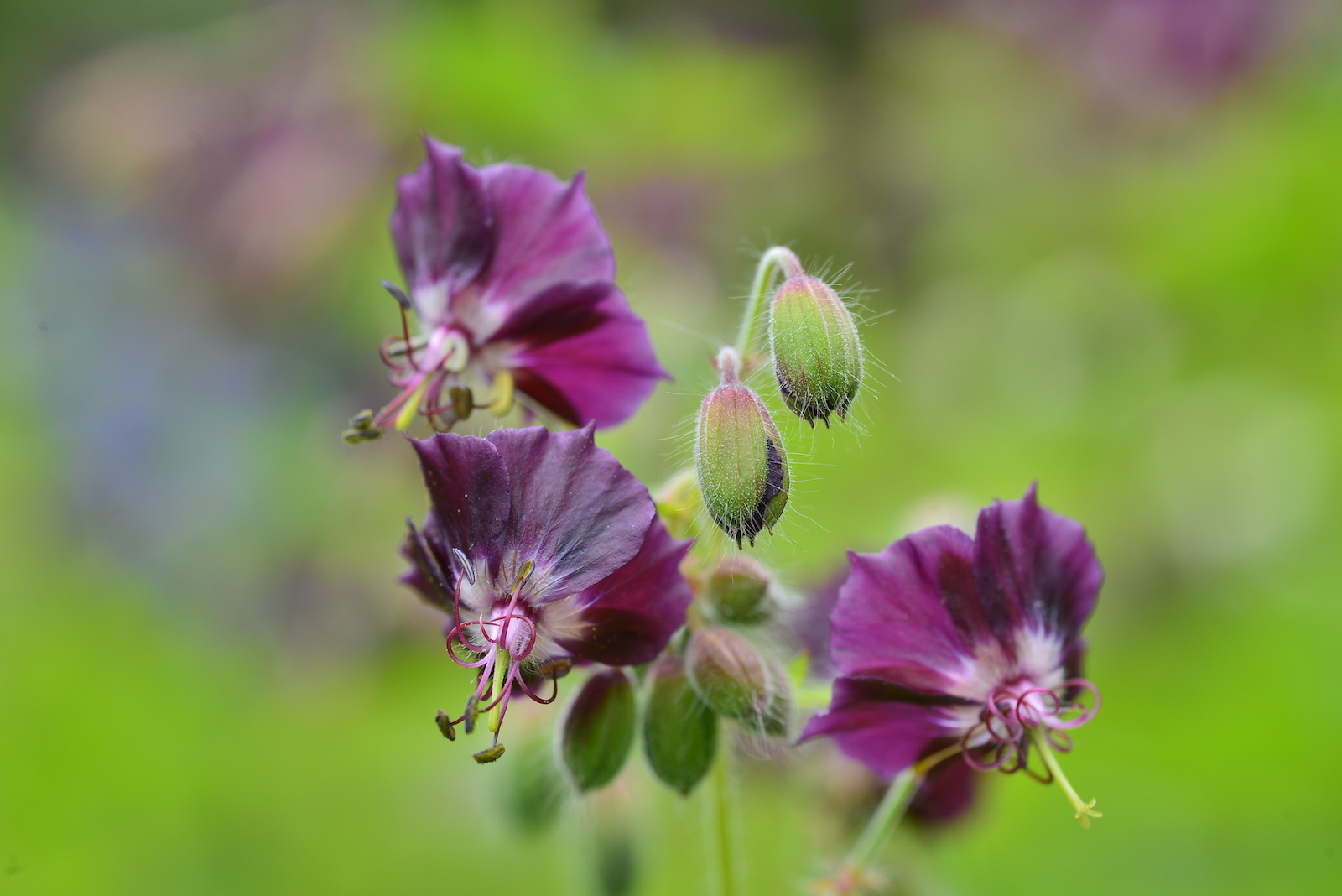 Shot with Tamron 90mm SP Macro