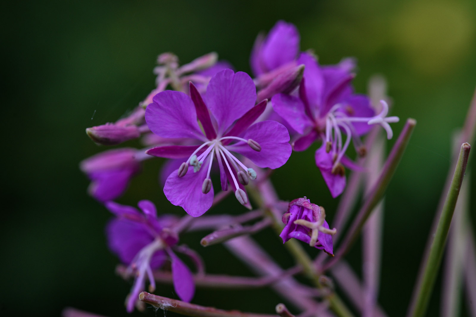 Shot with Sigma 105mm DG Macro
