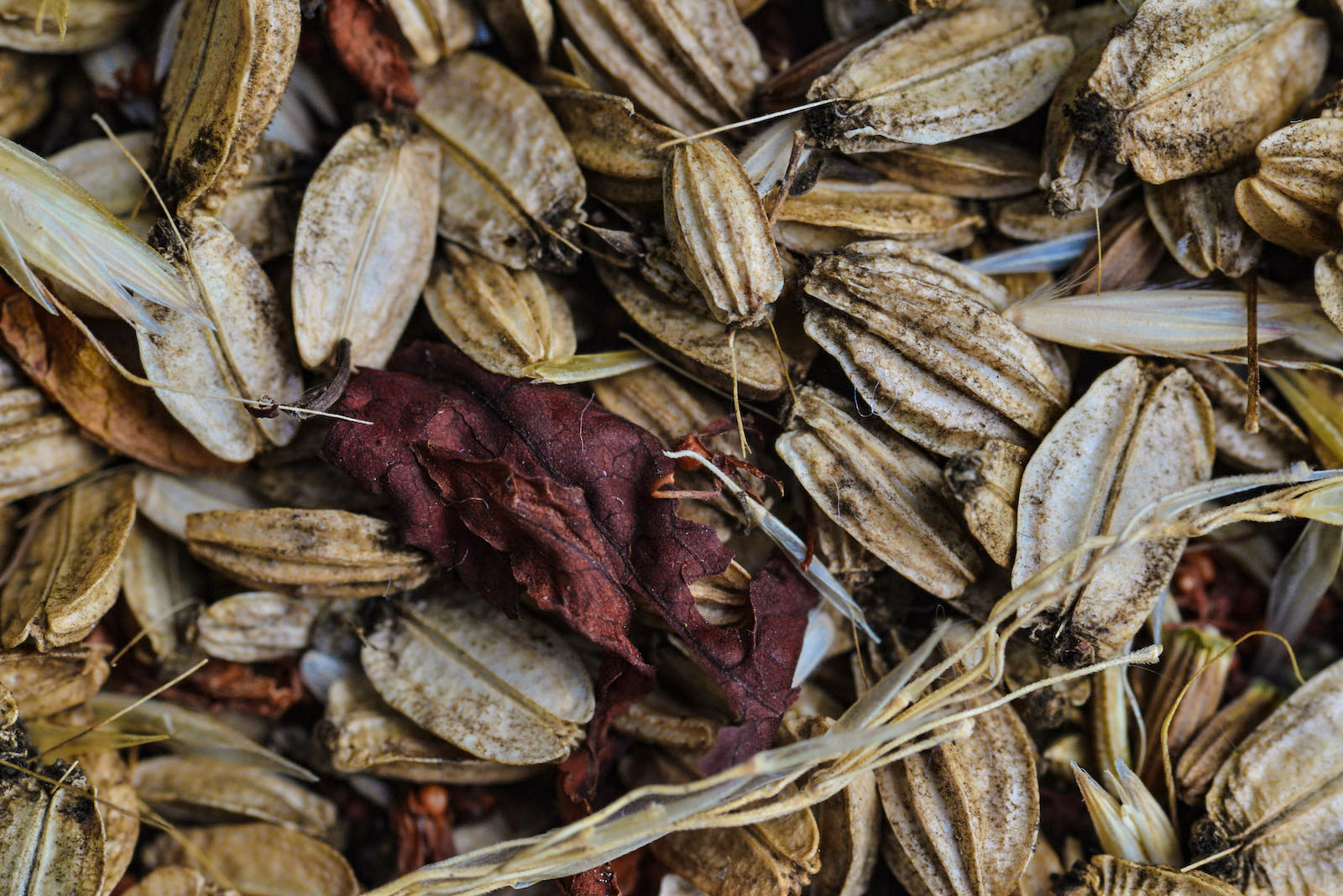 Macro image