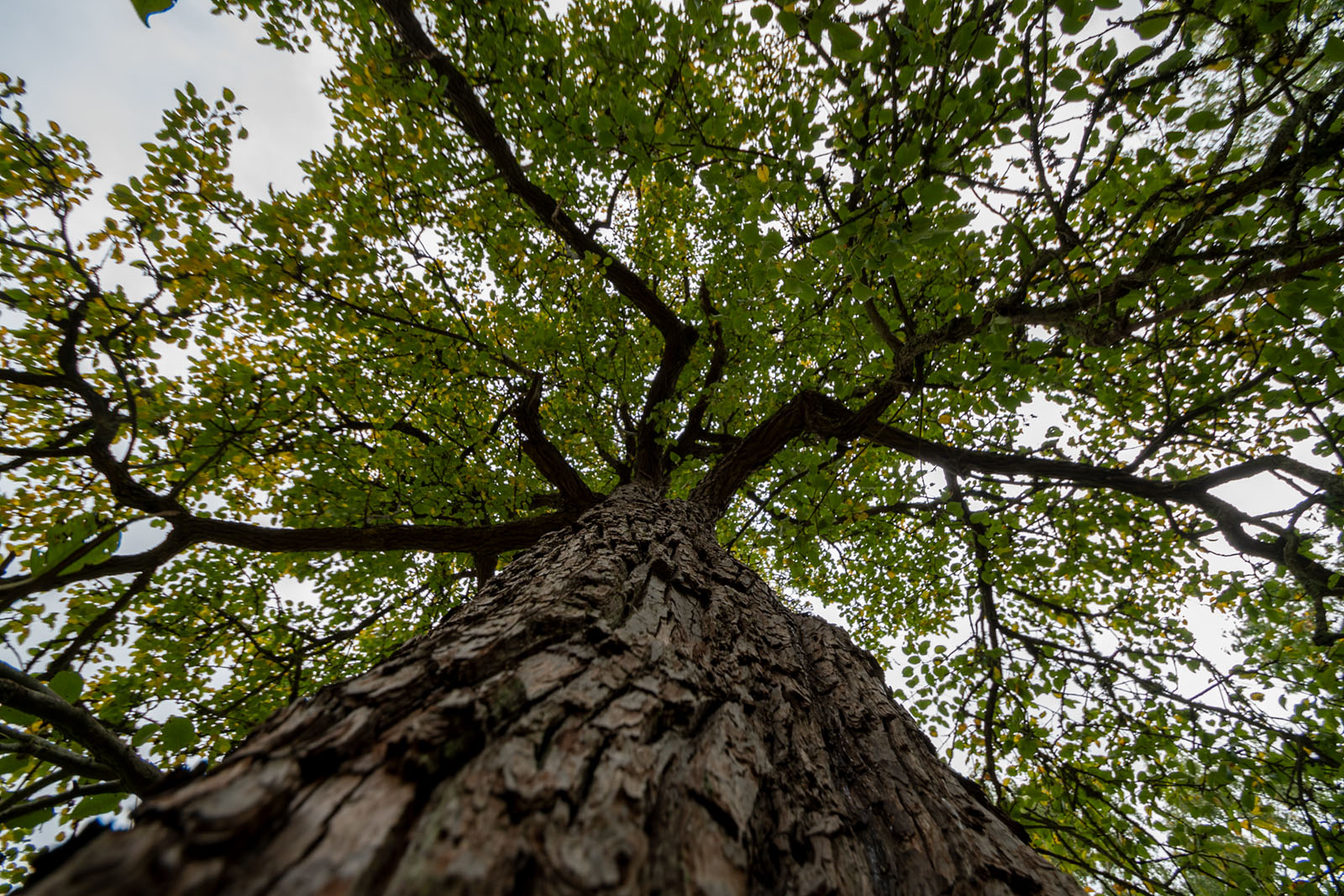 Shot with Tamron SP 10-24mm Di II