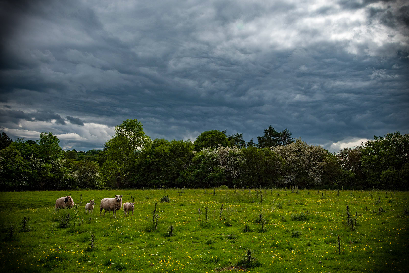 Vignetting